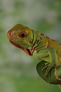 Iguana Reptile