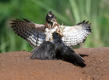 Close-up of a bird flying