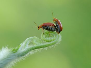 Close-up of insect on leaf