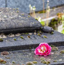 Close-up of rose petals on rock