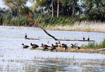 View of ducks swimming in lake