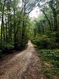 Dirt road amidst trees in forest