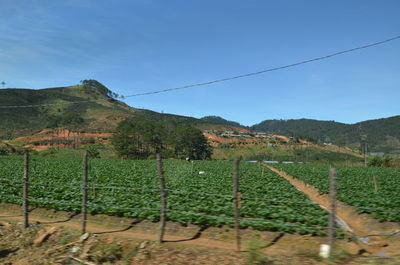 Scenic view of vineyard against sky