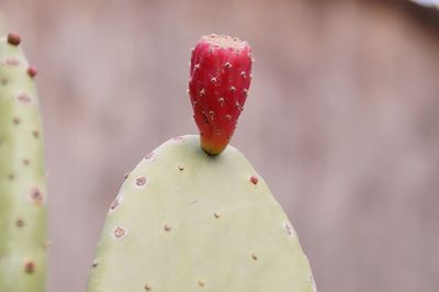 Close-up of red object