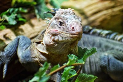 Close-up of a lizard