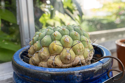 Close-up of bananas in container