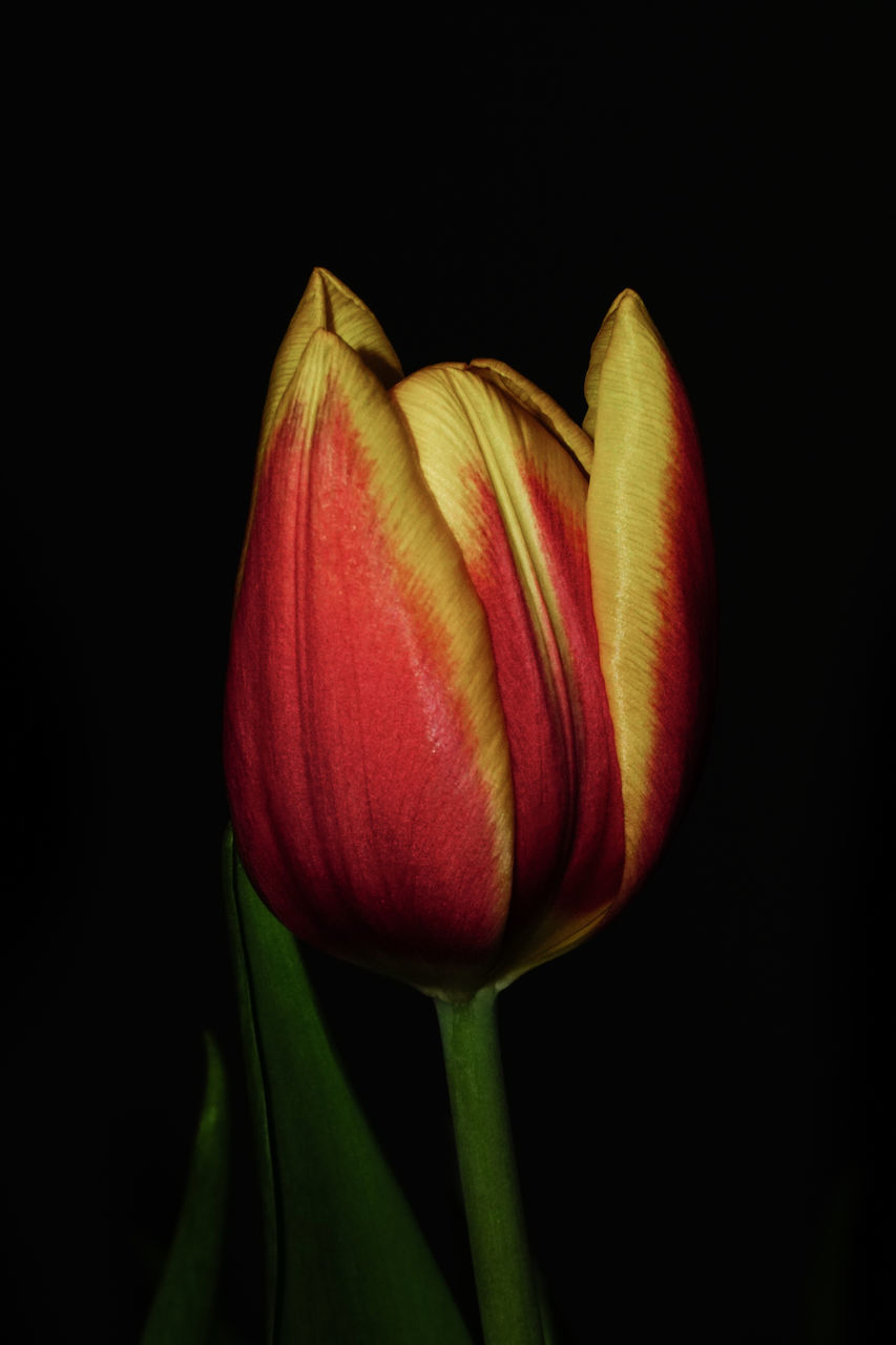 CLOSE-UP OF RED ROSE AGAINST BLACK BACKGROUND