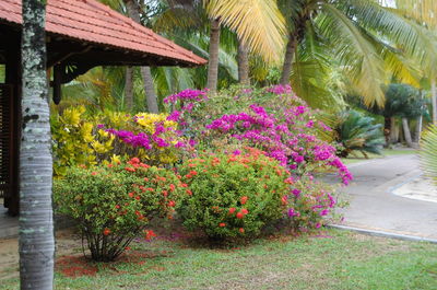 Pink flowers growing on tree