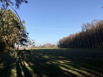 Trees on field against clear sky