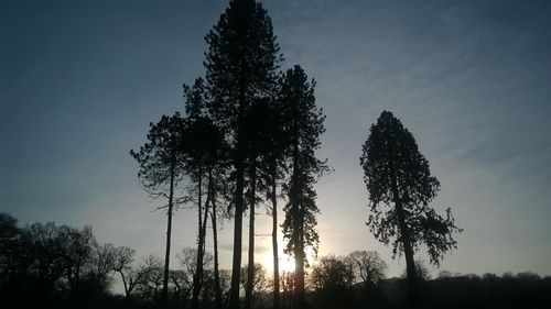 Low angle view of silhouette trees against clear sky