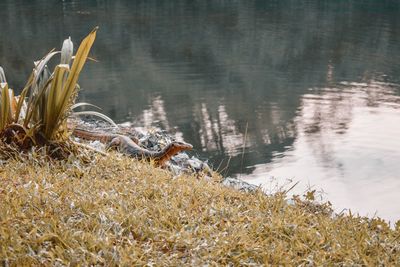 View of crab in lake