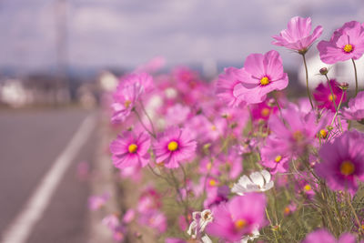 Close-up of pink cosmos flowers