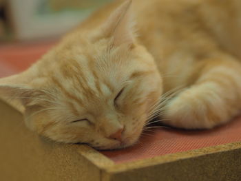 Close-up of cat sleeping