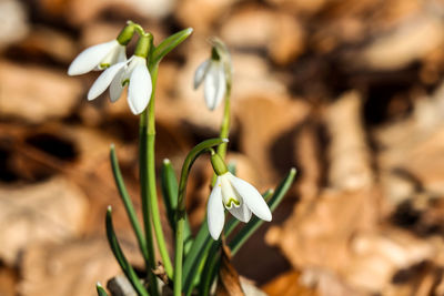 Close-up of flower blooming outdoors