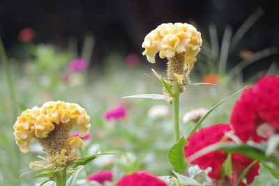 Close-up of flowering plant