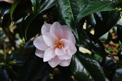 Close-up of flower blooming outdoors