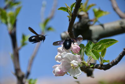 Close-up of bee pollinating flower