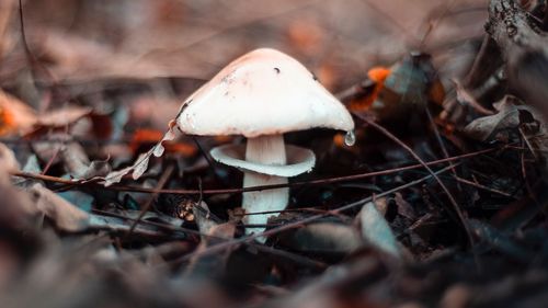 Close-up of mushroom growing on field