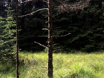 Trees on grassy field