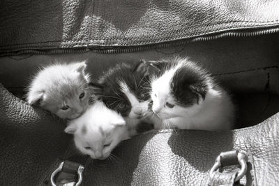 High angle view of kittens with bag