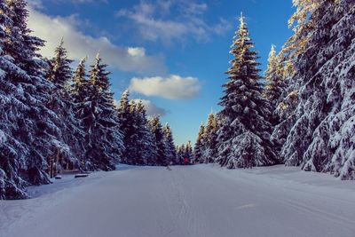 Snow covered road amidst trees against sky