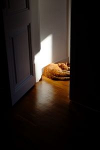 Cat sitting by door at home