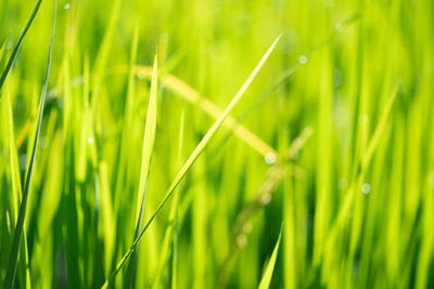 Close-up of wet grass on field