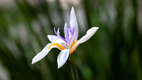 Close-up of white crocus flower