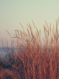 Close-up of stalks in field against clear sky