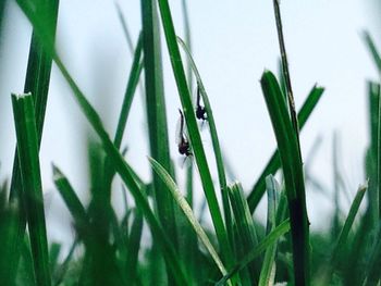 Close-up of green leaves