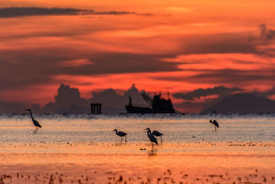 Silhouette birds in a sea against orange sky