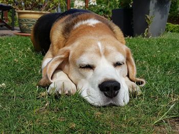 Close-up of a dog resting on field