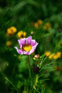 Close-up of pink and purple flower in field