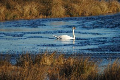 Swan swimming in lake