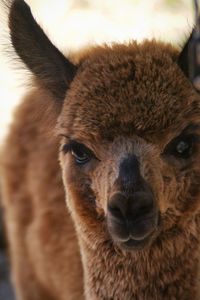 Close-up portrait of aan alpaca