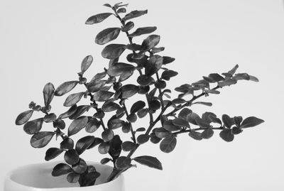 Low angle view of plant against clear sky