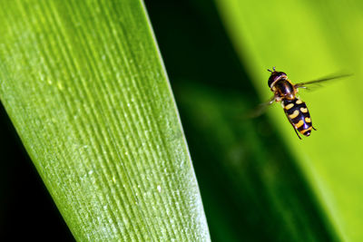 Close-up of insect on leaf
