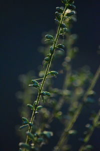 Close-up of flowering plant on field at night