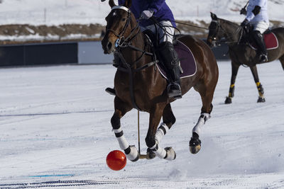 Snow polo details pictures from a match