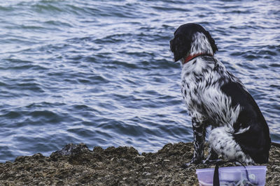 Dog on beach