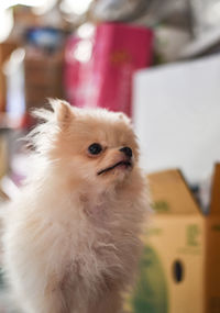 Light brown pomeranian puppy looking to the top right with soft focus background