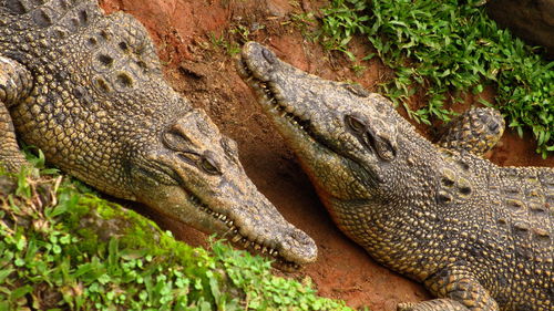 Close-up of a lizard
