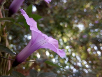 Close-up of pink flower hanging on tree