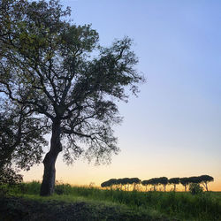 Trees on field against clear sky