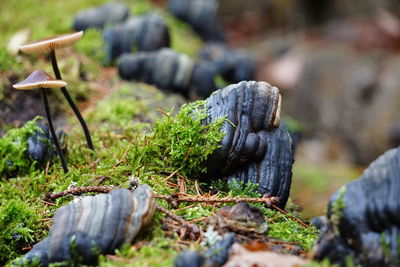 Close-up of moss and mushrooms growing outdoors