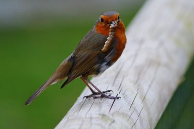 Portrait of robin carrying insect while perching on wood