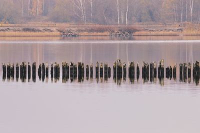 Wooden posts in sea