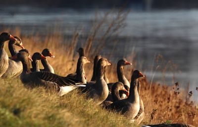Close-up of geese on grass