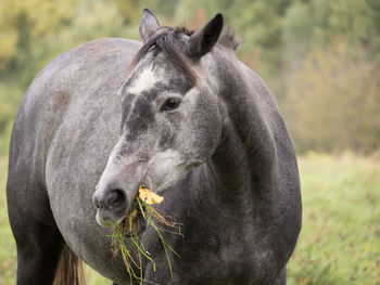 Grey horse having breakfast