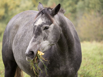 Close-up of a horse